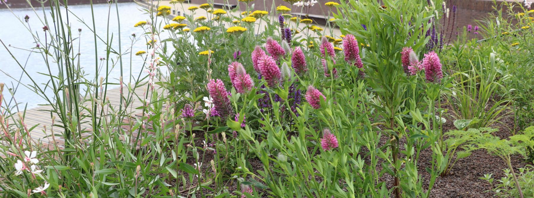 banner Prairiebeplanting in de Gemeente West-Betuwe