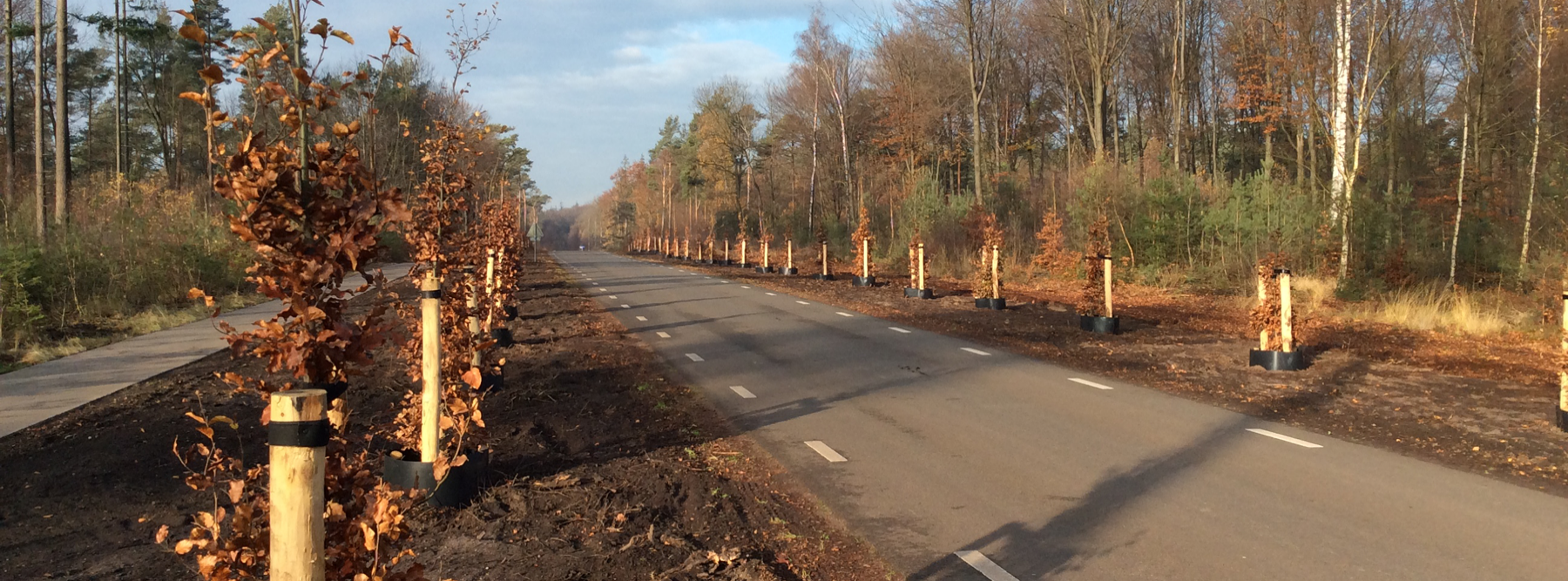 banner Vervangen laanbomen Elburgerweg